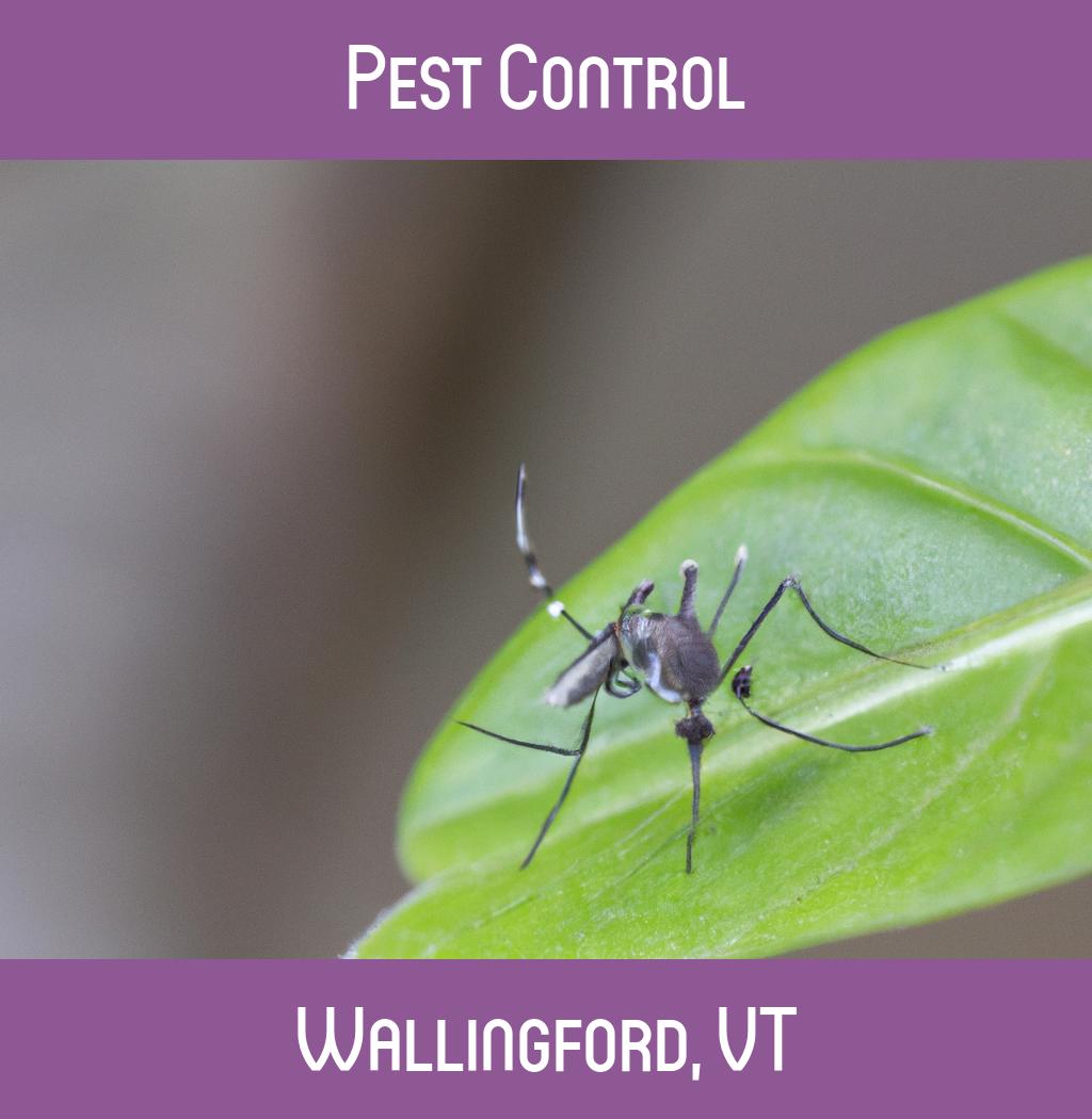 pest control in Wallingford Vermont