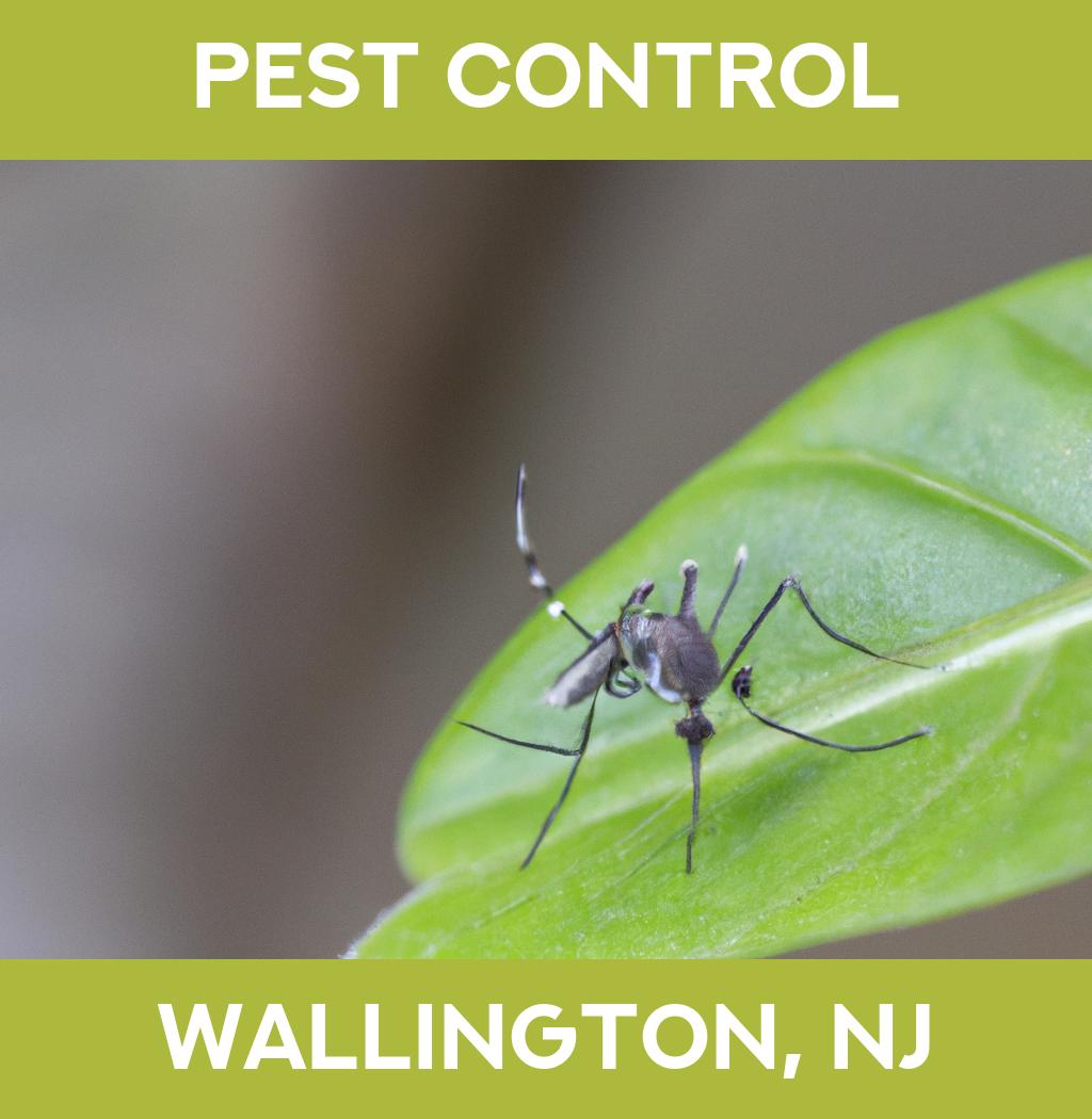 pest control in Wallington New Jersey