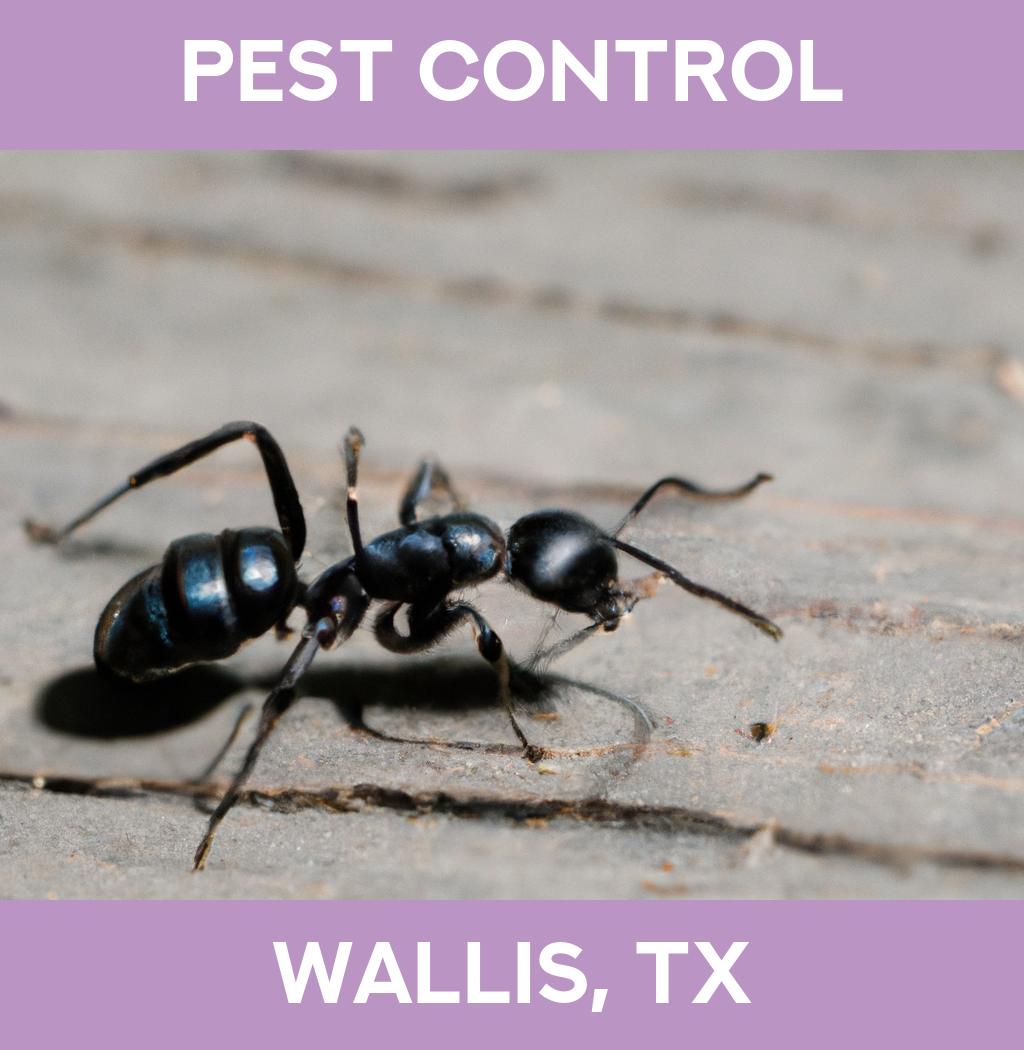 pest control in Wallis Texas