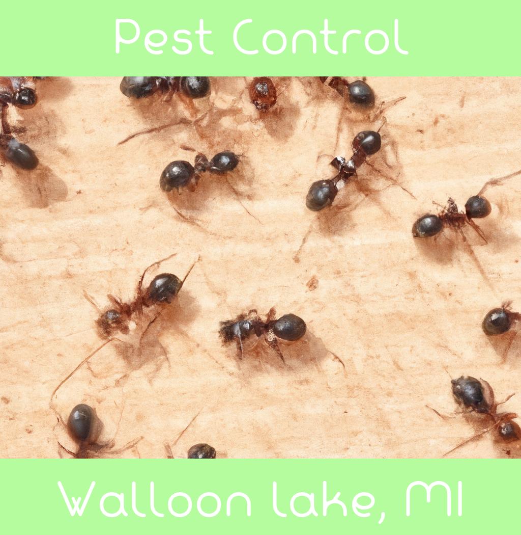 pest control in Walloon Lake Michigan