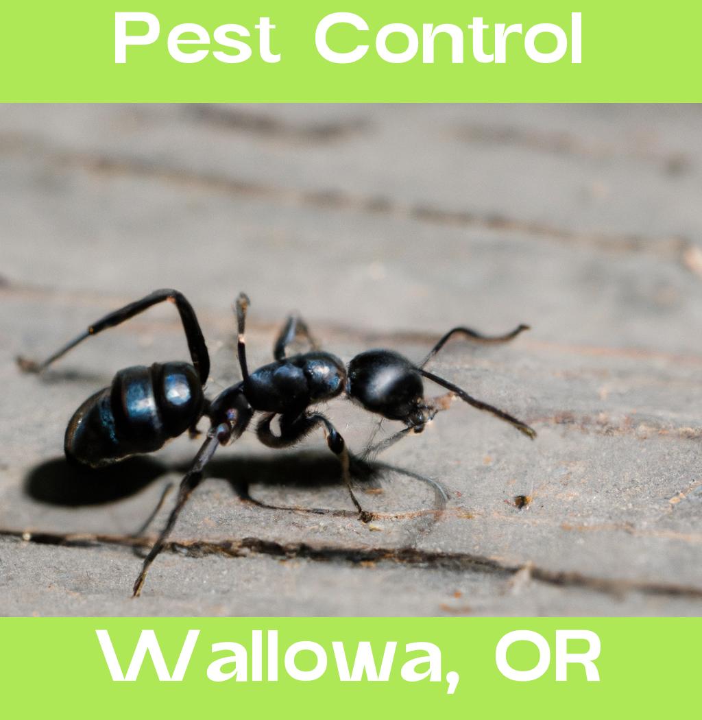 pest control in Wallowa Oregon