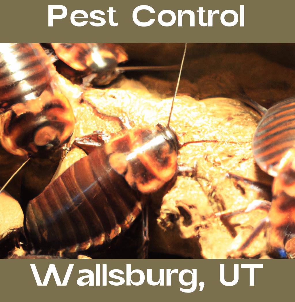 pest control in Wallsburg Utah