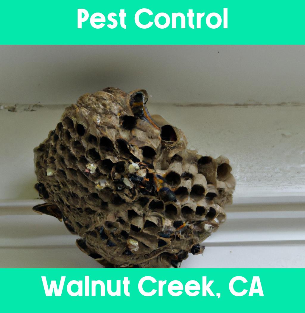 pest control in Walnut Creek California