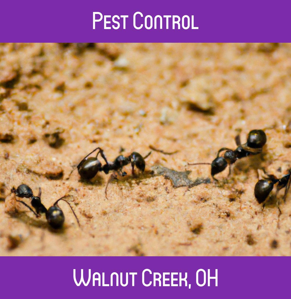 pest control in Walnut Creek Ohio