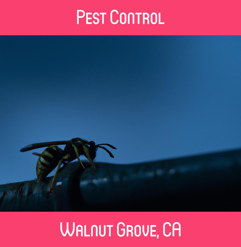 pest control in Walnut Grove California