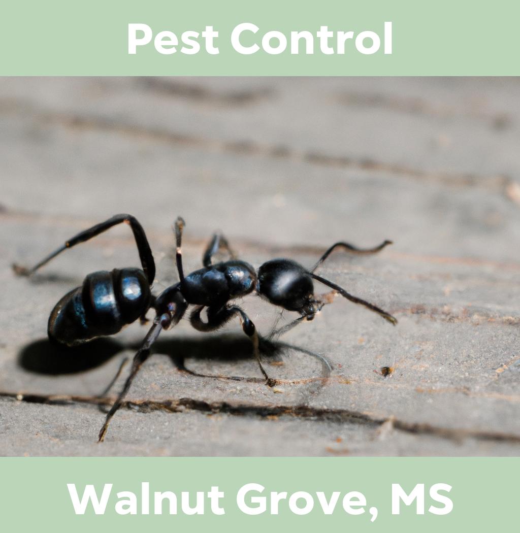 pest control in Walnut Grove Mississippi