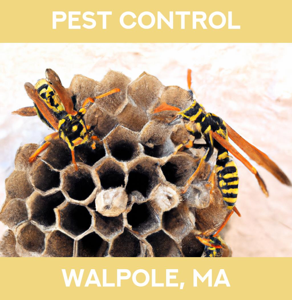 pest control in Walpole Massachusetts