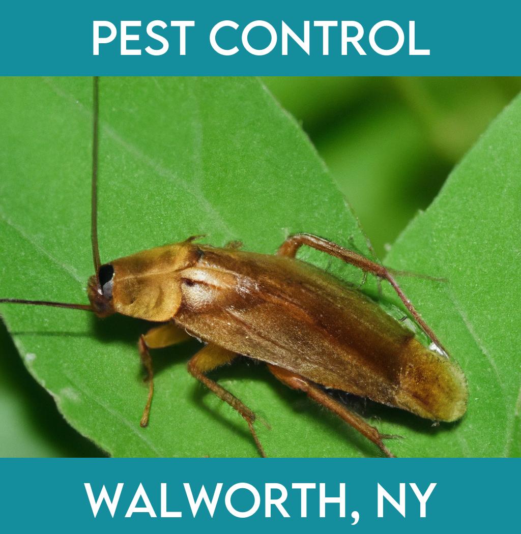 pest control in Walworth New York