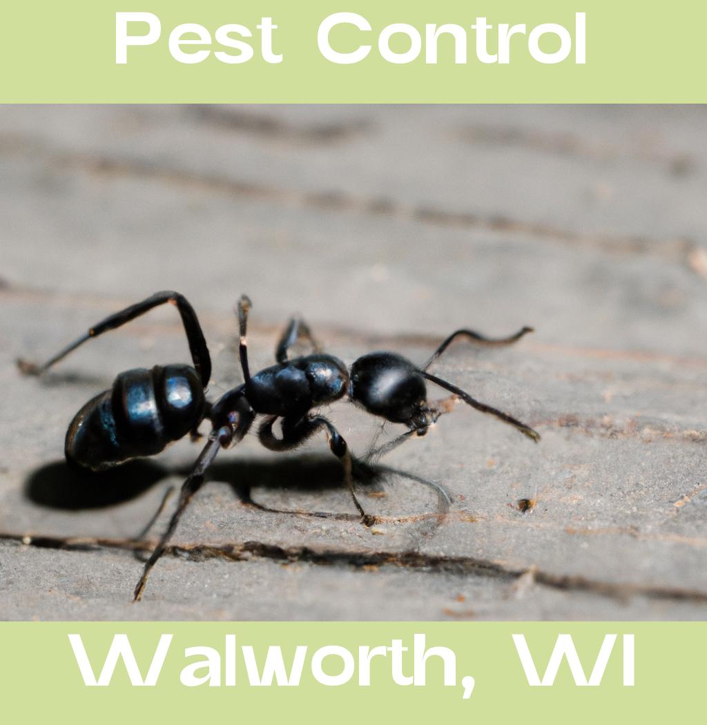 pest control in Walworth Wisconsin