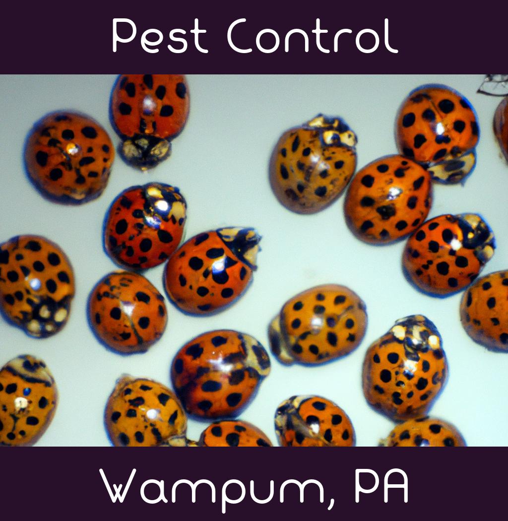 pest control in Wampum Pennsylvania