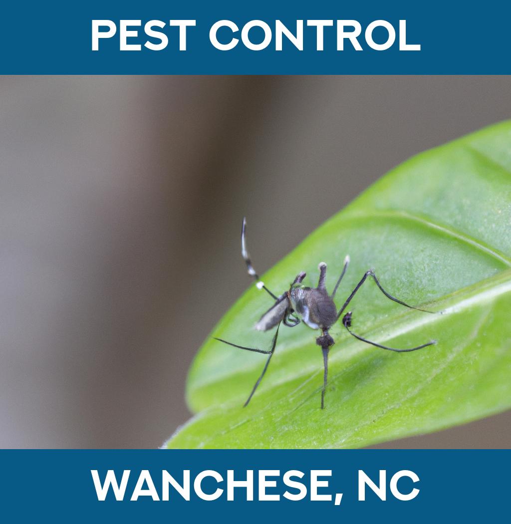 pest control in Wanchese North Carolina