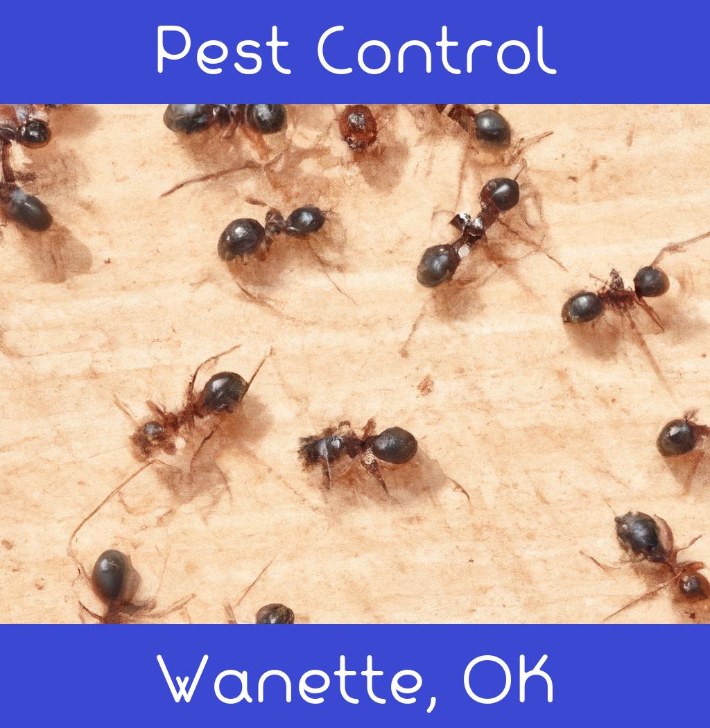 pest control in Wanette Oklahoma
