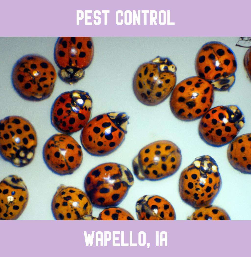 pest control in Wapello Iowa