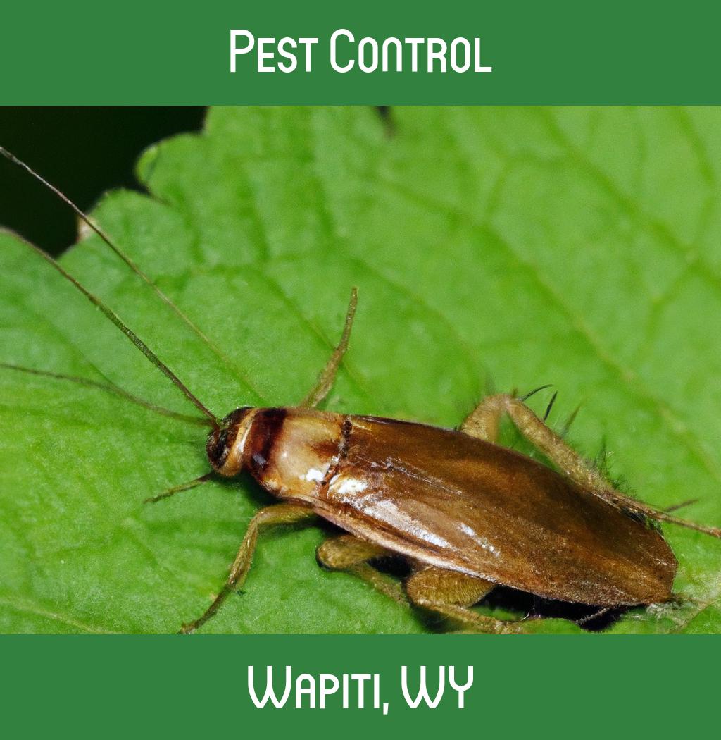 pest control in Wapiti Wyoming