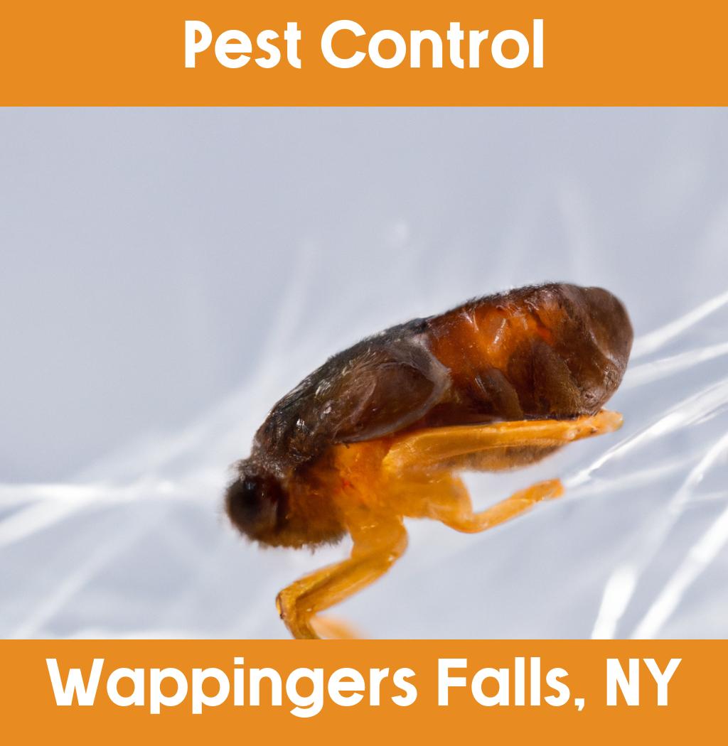 pest control in Wappingers Falls New York