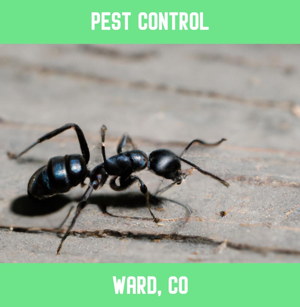 pest control in Ward Colorado