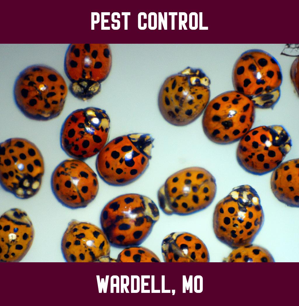 pest control in Wardell Missouri