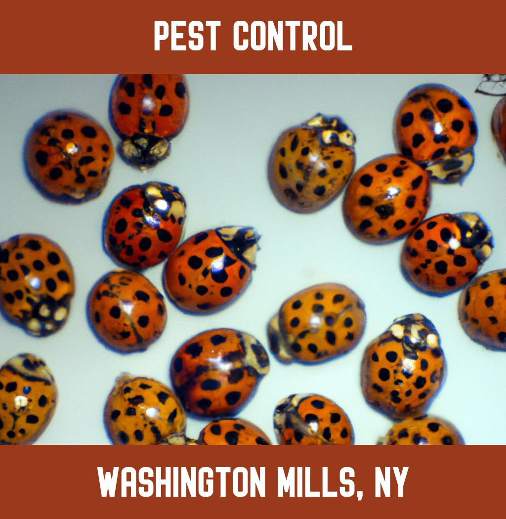 pest control in Washington Mills New York