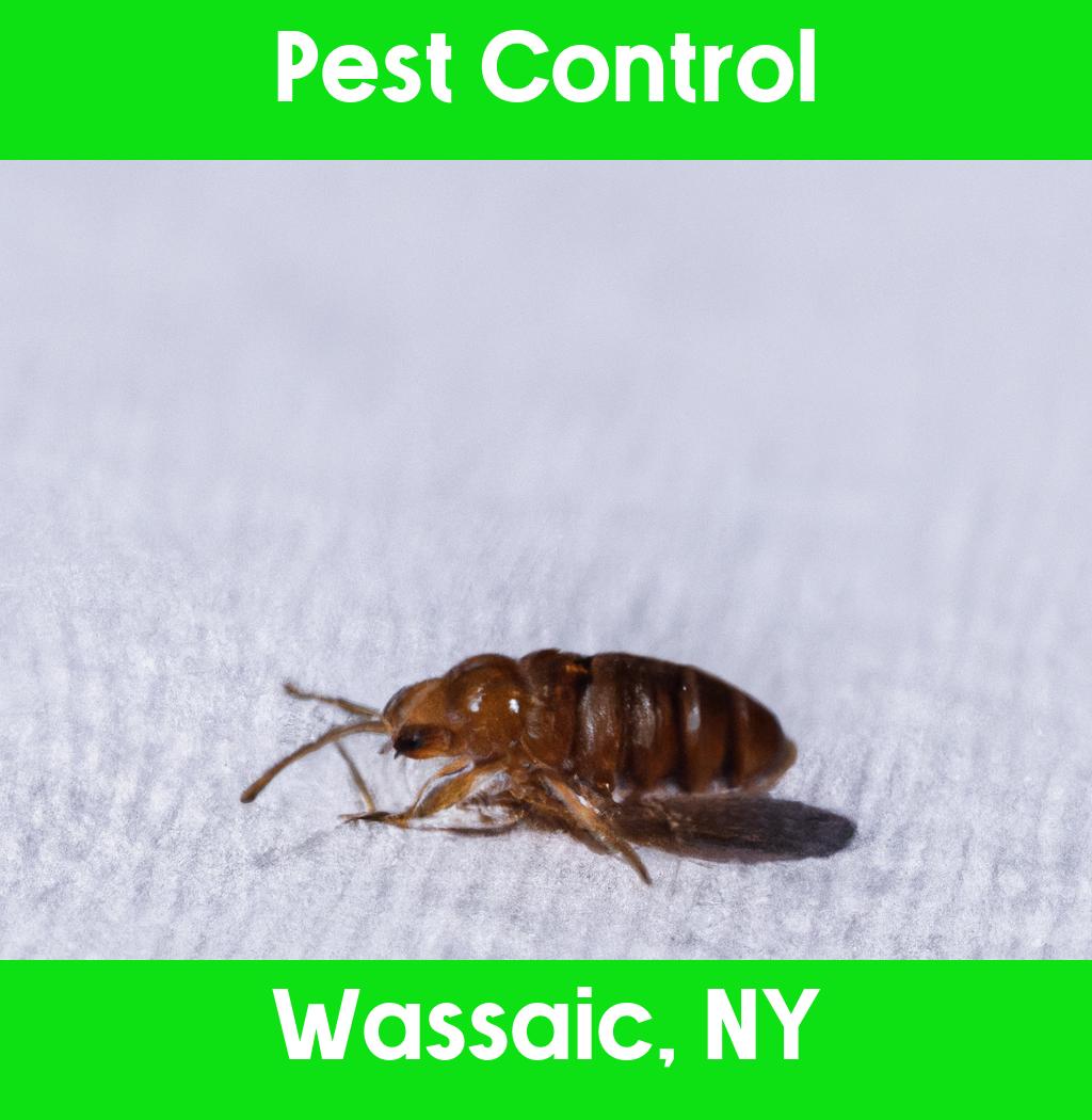 pest control in Wassaic New York