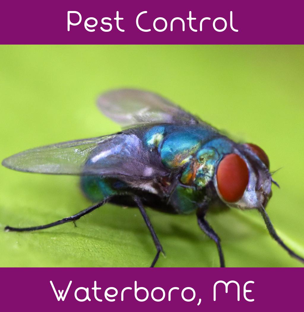 pest control in Waterboro Maine