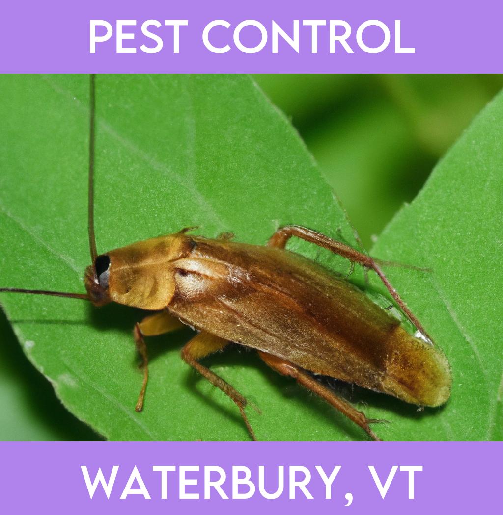 pest control in Waterbury Vermont