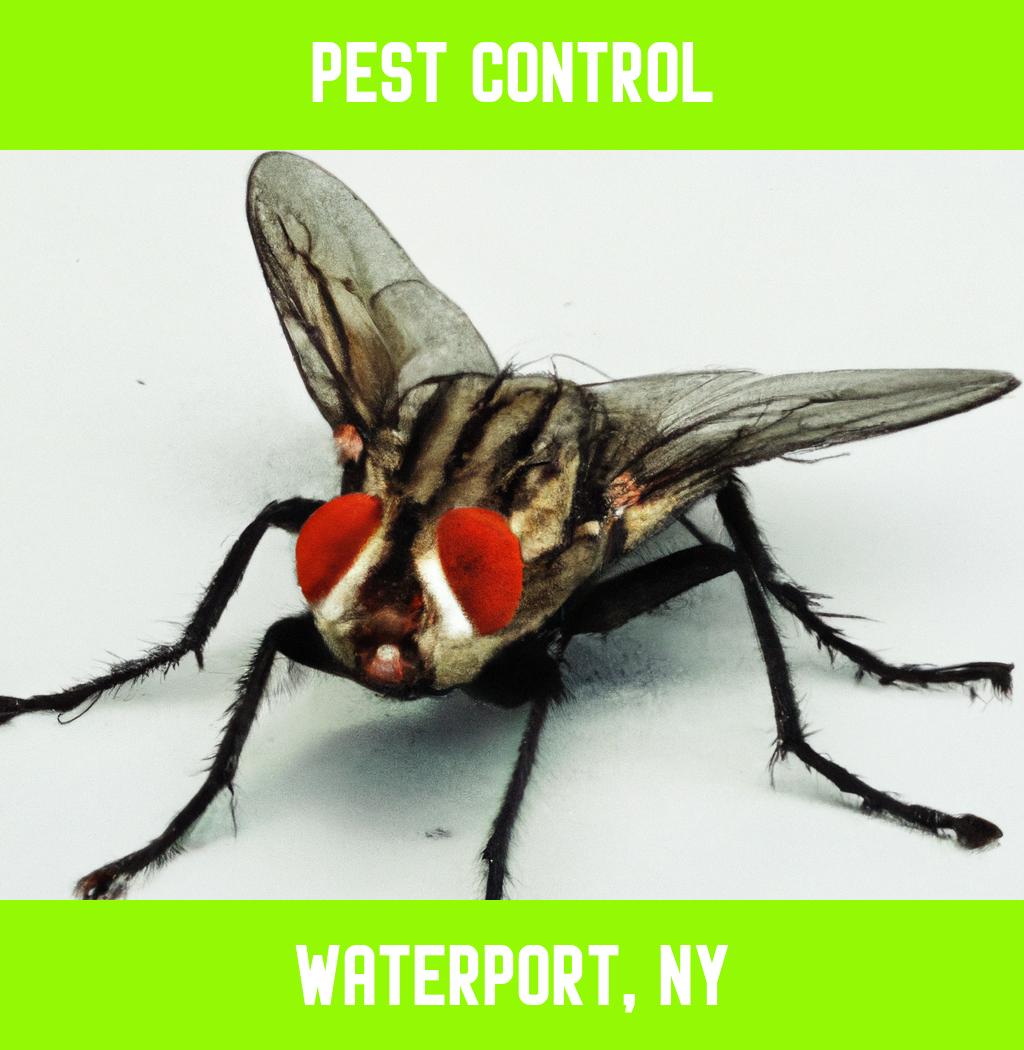 pest control in Waterport New York