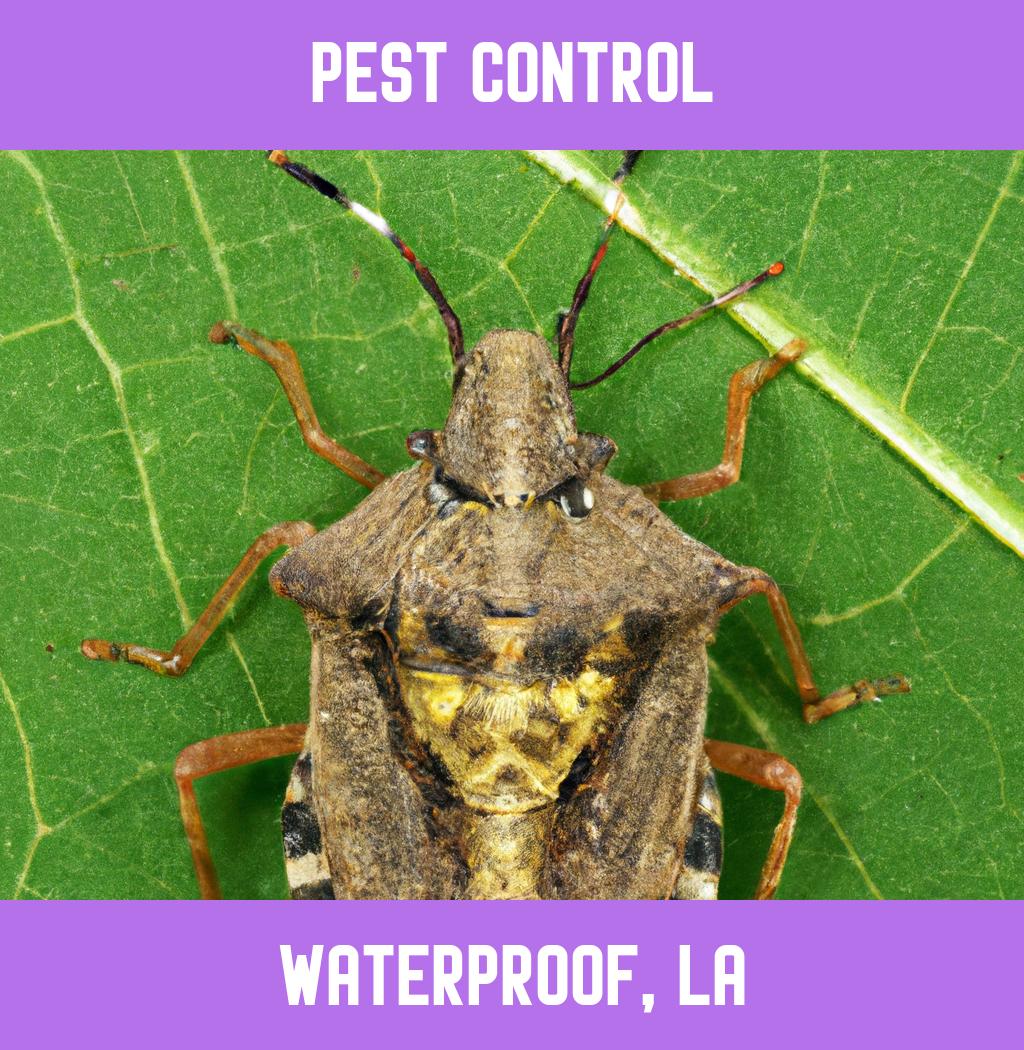 pest control in Waterproof Louisiana
