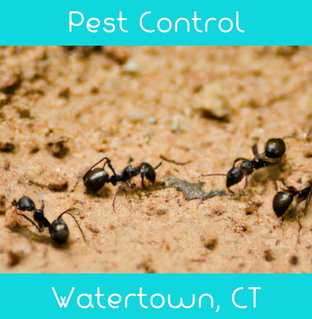 pest control in Watertown Connecticut