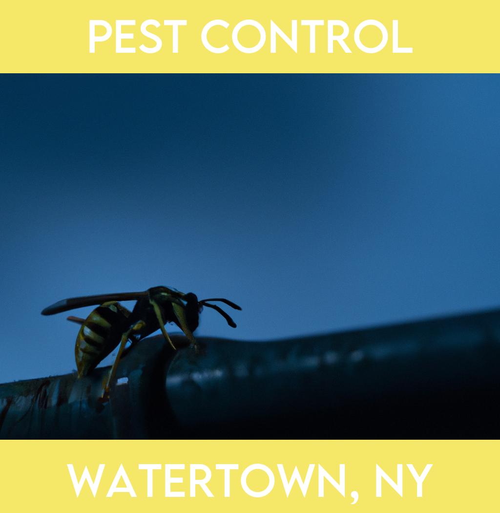 pest control in Watertown New York