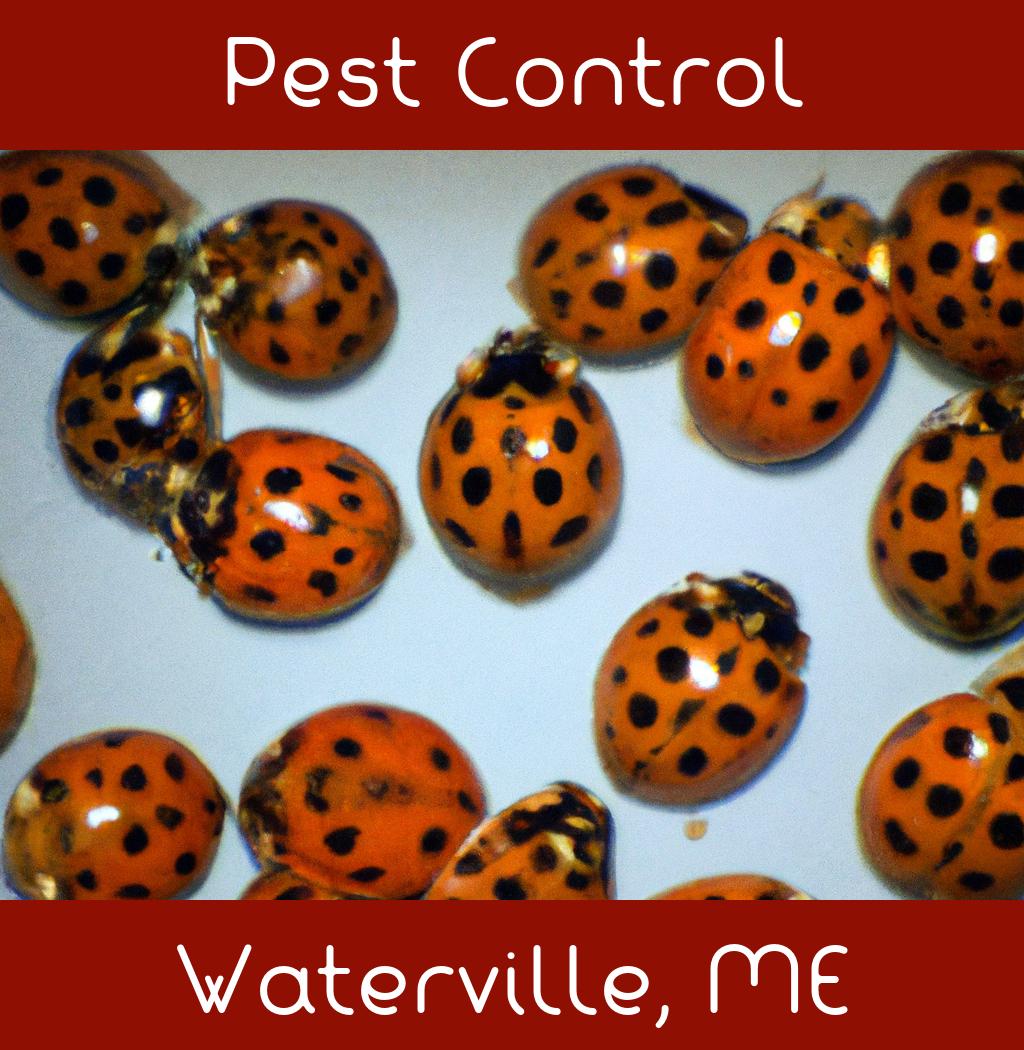 pest control in Waterville Maine