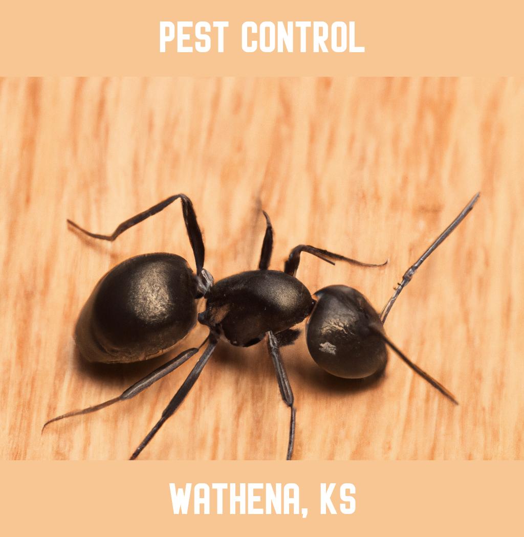 pest control in Wathena Kansas