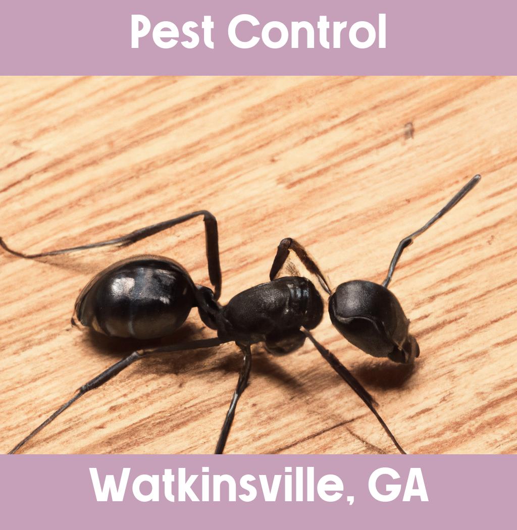 pest control in Watkinsville Georgia