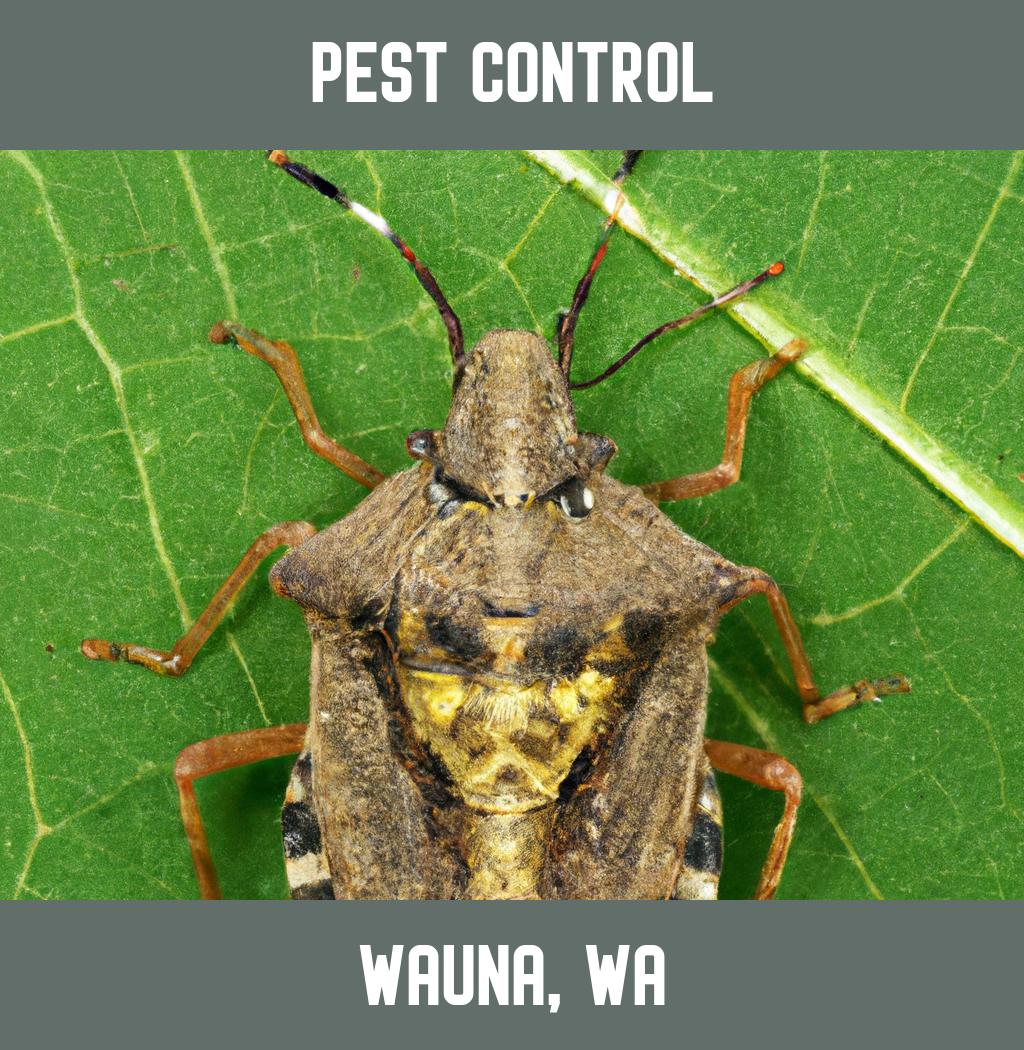 pest control in Wauna Washington