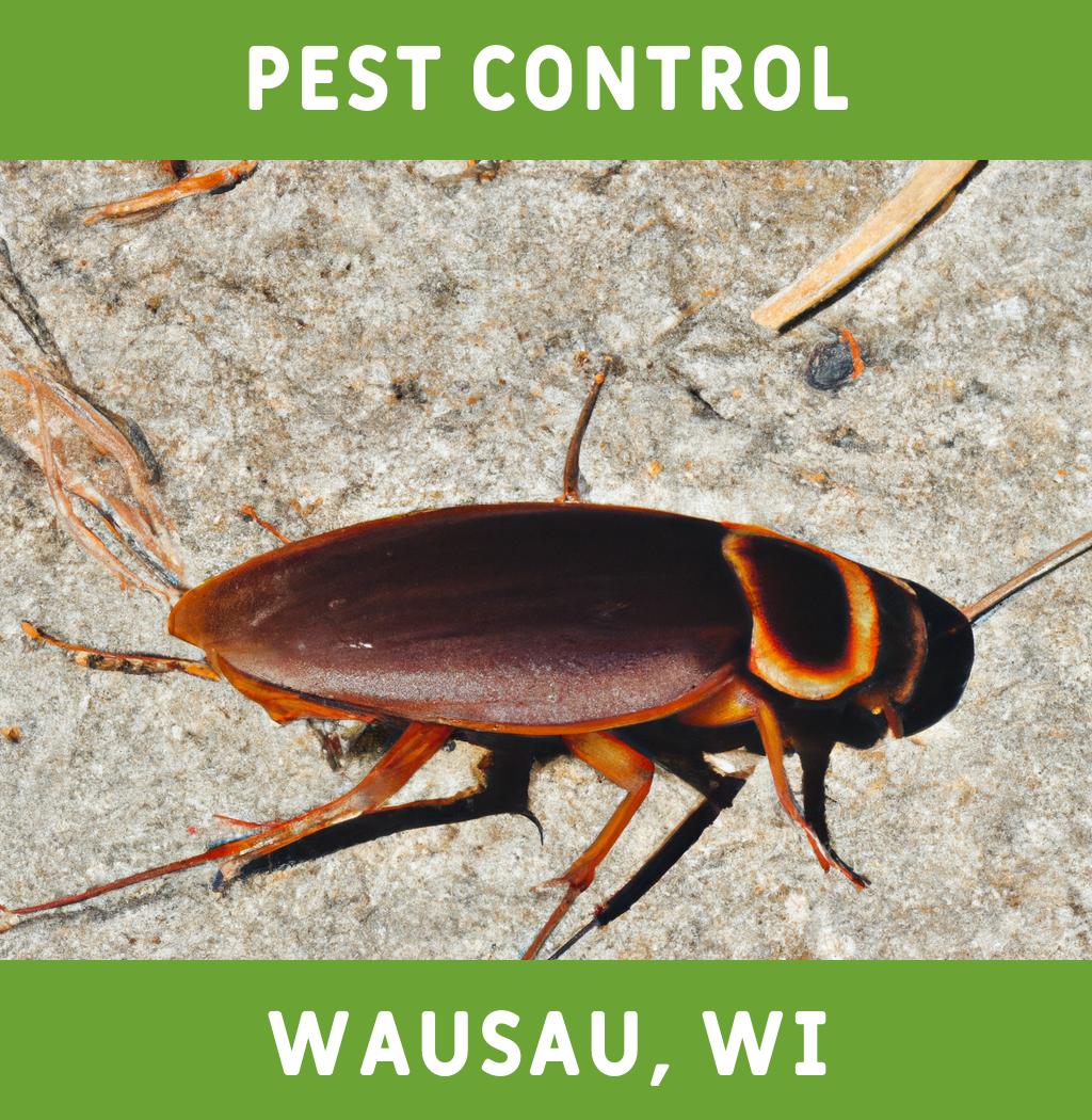 pest control in Wausau Wisconsin