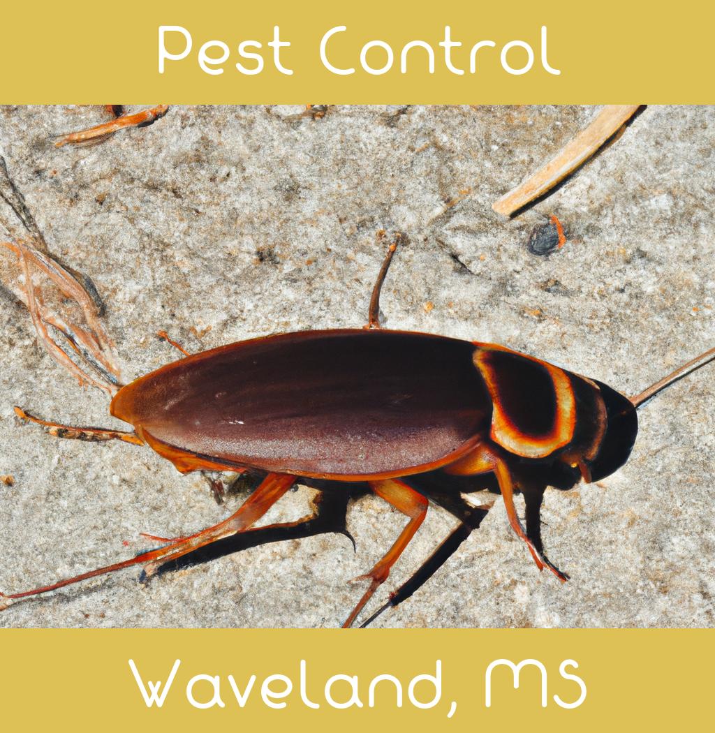 pest control in Waveland Mississippi