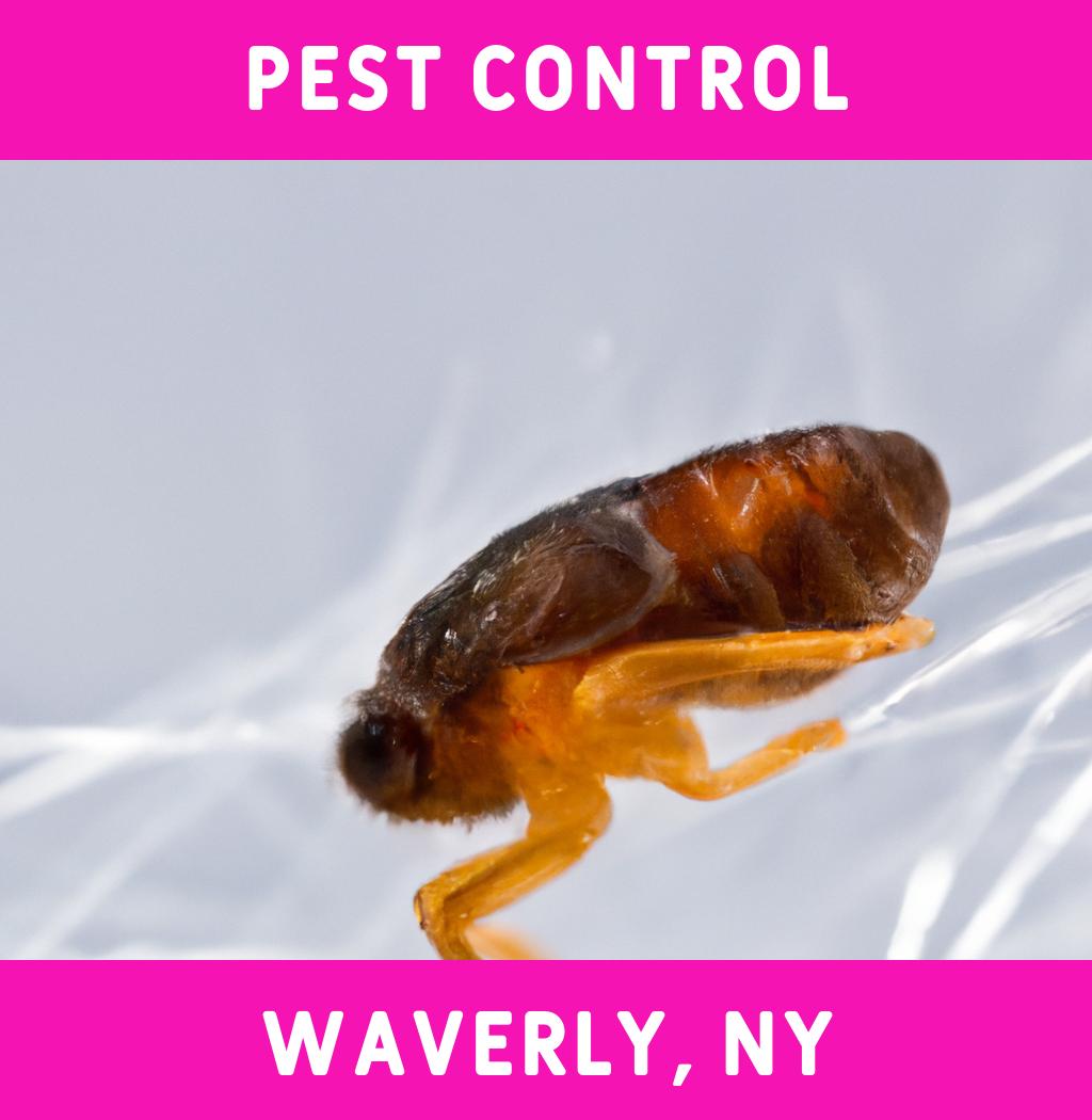 pest control in Waverly New York