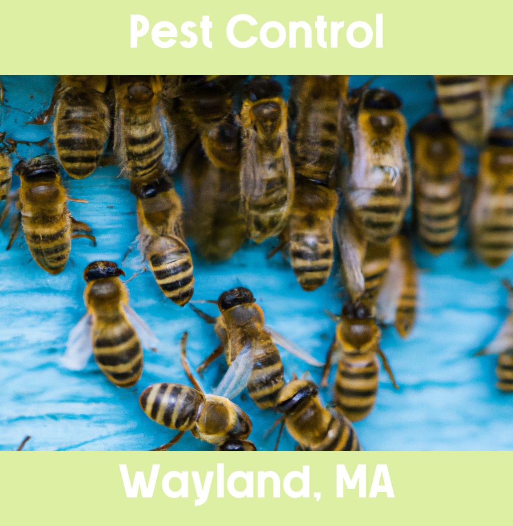 pest control in Wayland Massachusetts