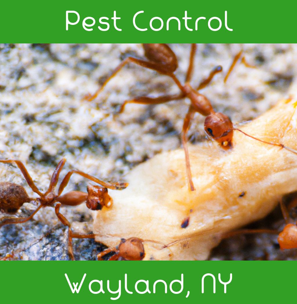 pest control in Wayland New York