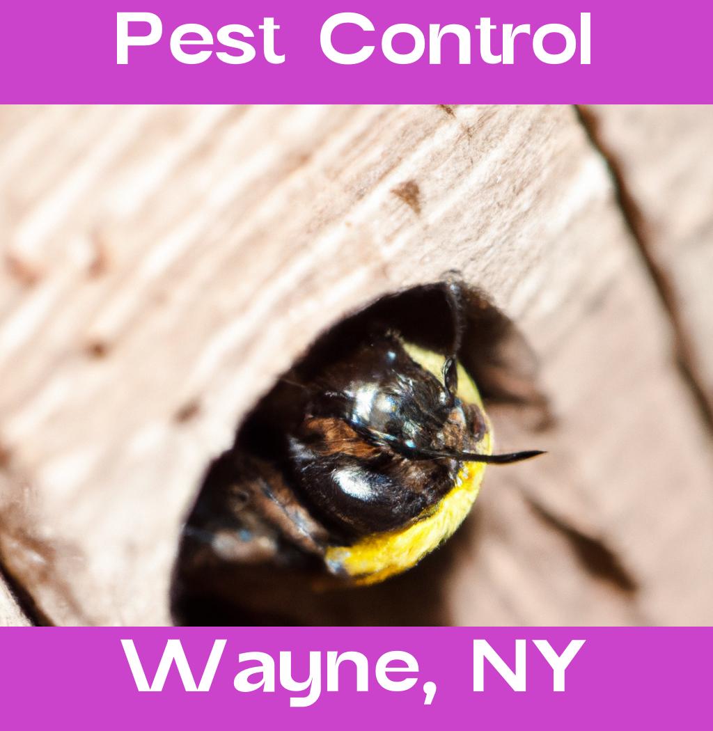 pest control in Wayne New York