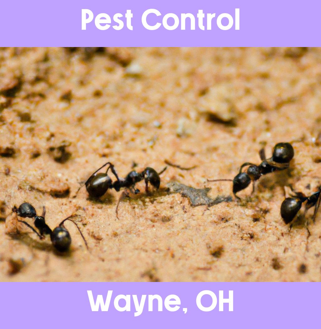 pest control in Wayne Ohio