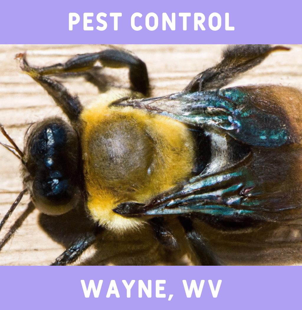 pest control in Wayne West Virginia