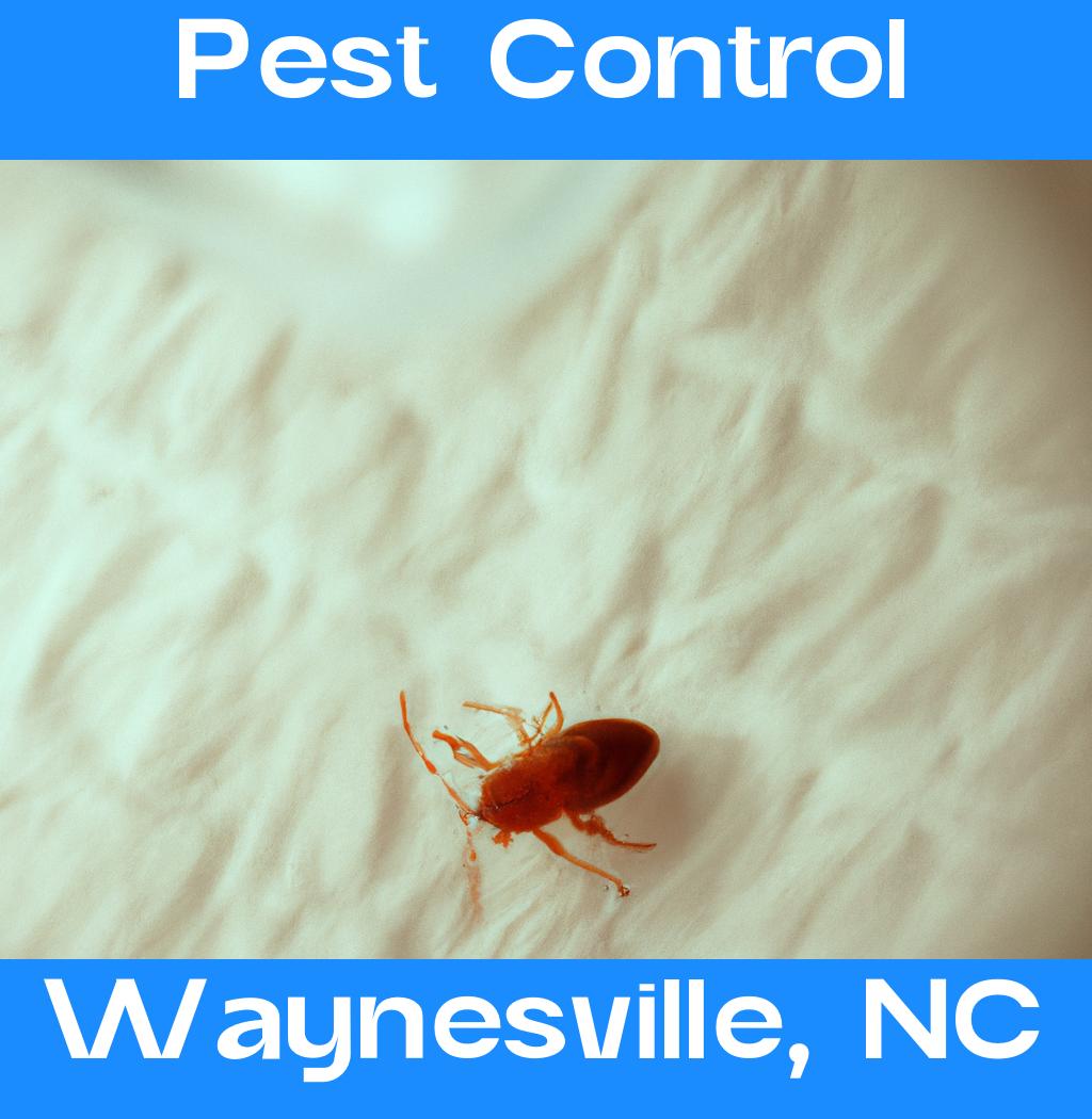 pest control in Waynesville North Carolina