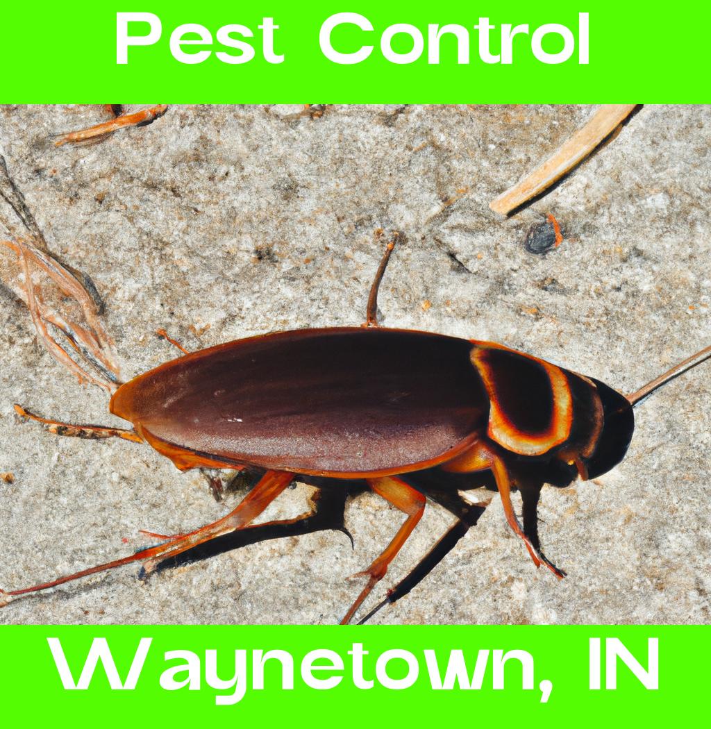 pest control in Waynetown Indiana