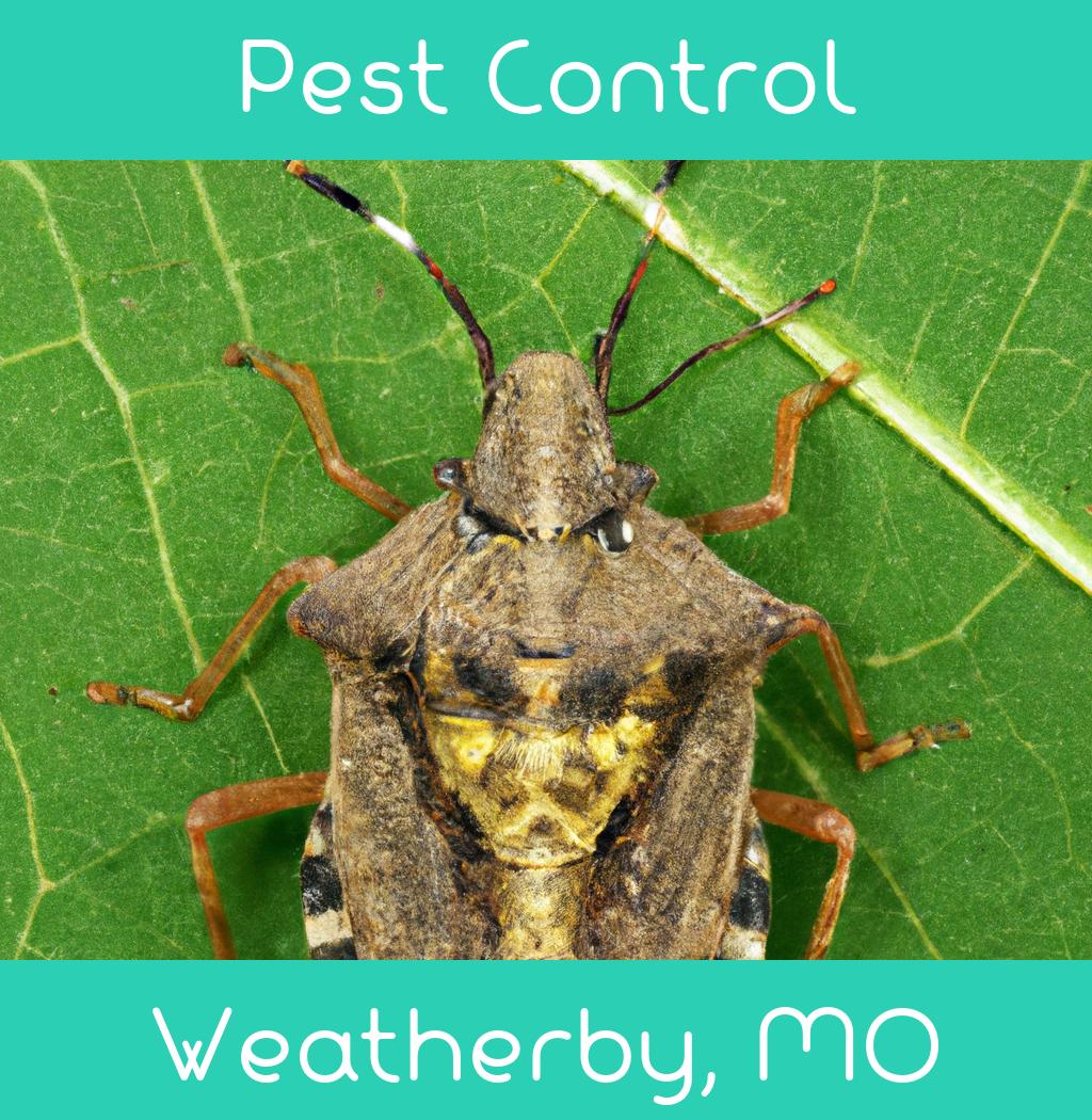 pest control in Weatherby Missouri