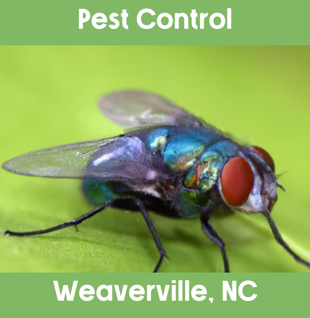 pest control in Weaverville North Carolina