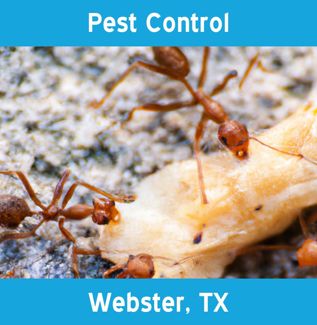 pest control in Webster Texas