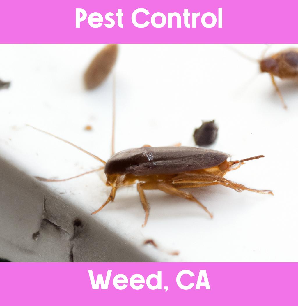 pest control in Weed California