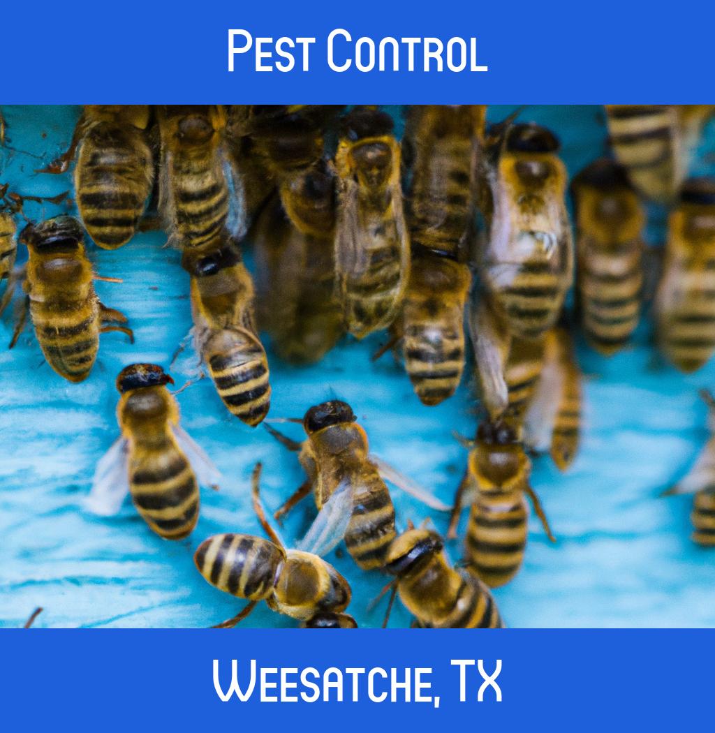pest control in Weesatche Texas