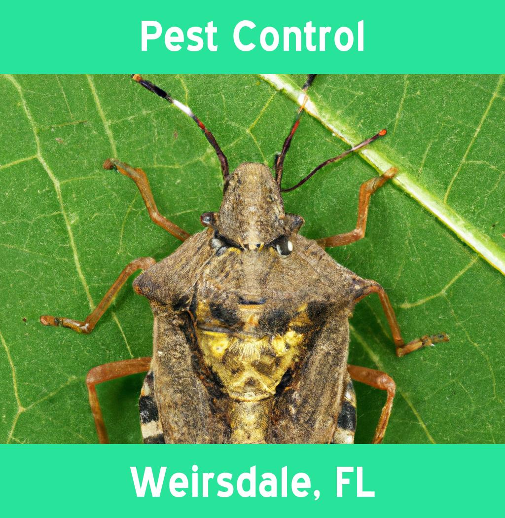 pest control in Weirsdale Florida
