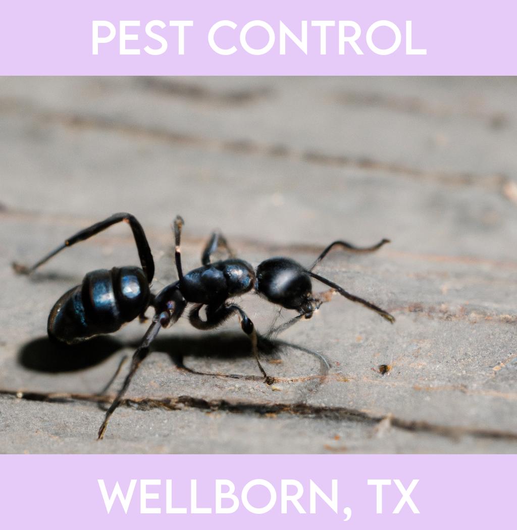 pest control in Wellborn Texas